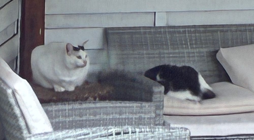 Kater Nepomuk hockt auf einem Tisch neben einem Sofa, auf dem Kasimir schläft