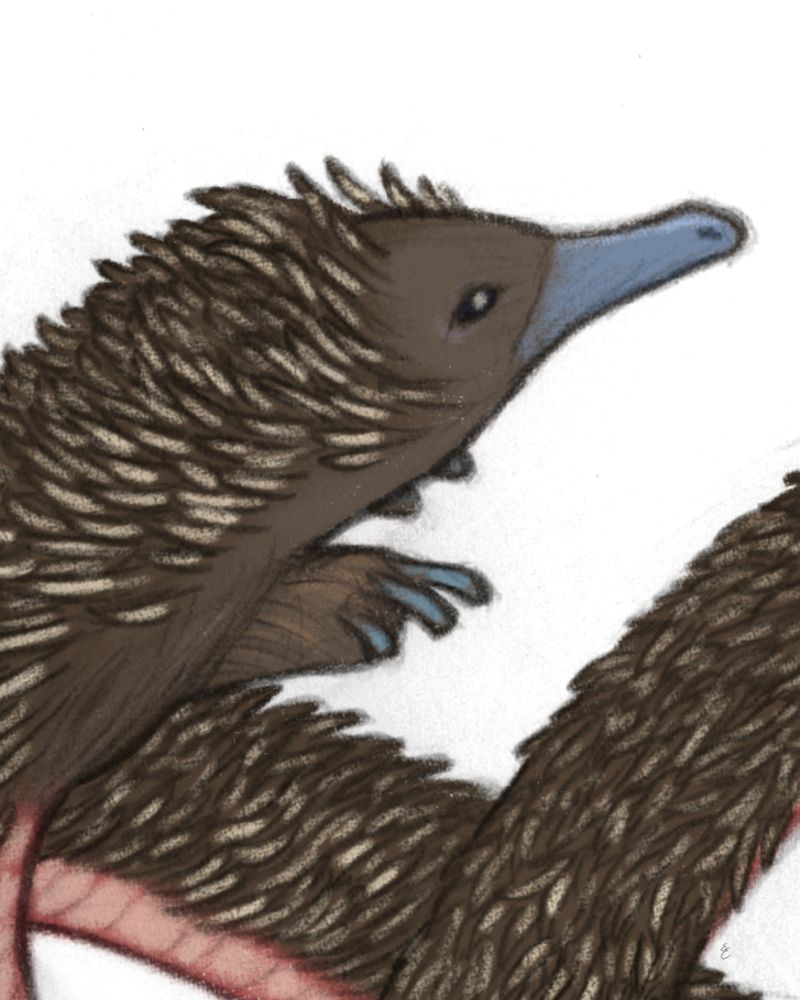 Close up of the torso of the creature, the coloring slightly richer than in the full view image.

