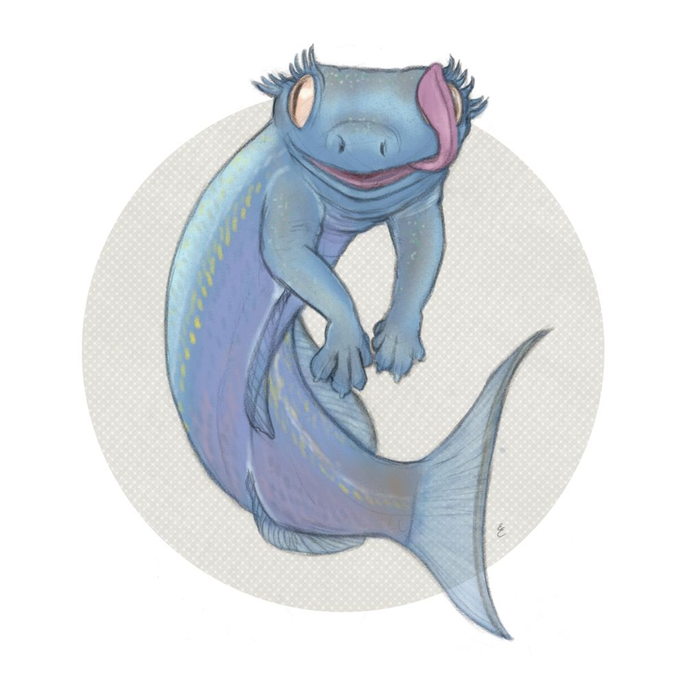 Pencil drawing of a Cape Stumpnose and Crested Gecko hybrid. It has the body, tail, and dorsal/pelvic fins of the Cape Stumpnose, curving toward the viewer with the torso, head, and dangling front legs of the Crested Gecko. The gecko face is looking at the viewer while licking its eyeball.
Coloring has been digitally painted and is inspired by some of the iridescent, bluer silver photos of the cape stumpnose. However, the pale yellow eyes and pink tongue are certainly inspired by the crested gecko.
The drawing is on top of a pale warm gray halftone patterned circle that was digitally added to the drawing.