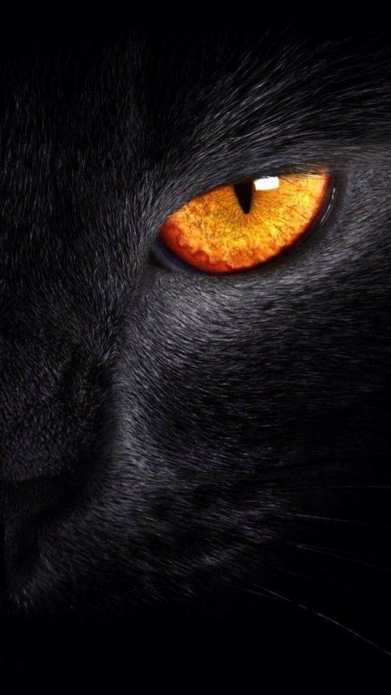 MuchaTseBle | Black cat art, Big cats art, Black cat eyes