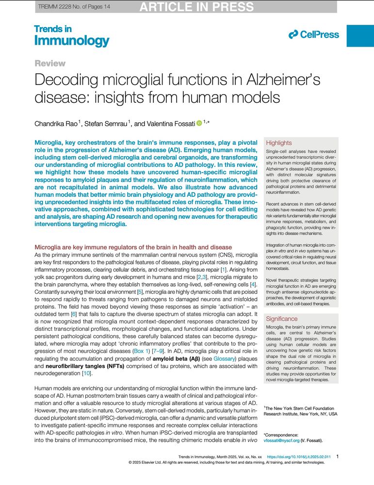 First page of review article entitled "Decoding microglial functions in Alzheimer's disease: insights from human models". Authors: Chandrika Rao, Stefan Semrau, Valentina Fossati. Journal: Trends in Immunology. Abstract: Microglia, key orchestrators of the brain's immune responses, play a pivotal role in the progression of Alzheimer's disease (AD). Emerging human models, including stem cell-derived microglia and cerebral organoids, are transforming our understanding of microglial contributions to AD pathology. In this review, we highlight how these models have uncovered human-specific microglial responses to amyloid plaques and their regulation of neuroinflammation, which are not recapitulated in animal models. We also illustrate how advanced human models that better mimic brain physiology and AD pathology are providing unprecedented insights into the multifaceted roles of microglia. These innovative approaches, combined with sophisticated technologies for cell editing and analysis, are shaping AD research and opening new avenues for therapeutic interventions targeting microglia.