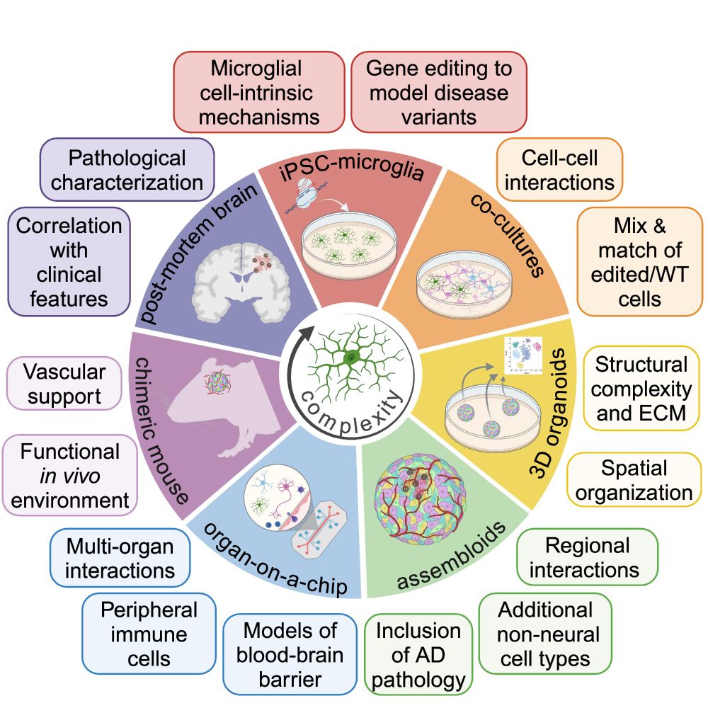Circular diagram showing different human models for studying microglia in Alzheimer's disease. The center shows a microglial cell with increasing 'complexity' of human models as the central theme. The diagram is divided into colored segments representing different approaches: post-mortem brain (purple), iPSC-microglia (red), co-cultures (orange), 3D organoids (yellow), assembloids (green), organ-on-a-chip (blue), and chimeric mouse (pink). Each segment includes details on relevant research applications and methodology boxes, such as pathological characterization, gene editing, cell-cell interactions, and functional environments.