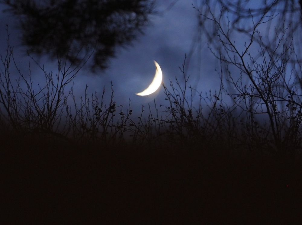 Die Mondsichel über den Bäumen 
