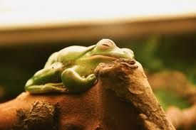 A tired frog on a log
