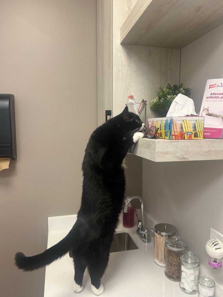 A tuxedo cat reaching up to a shelf at a vet’s office.