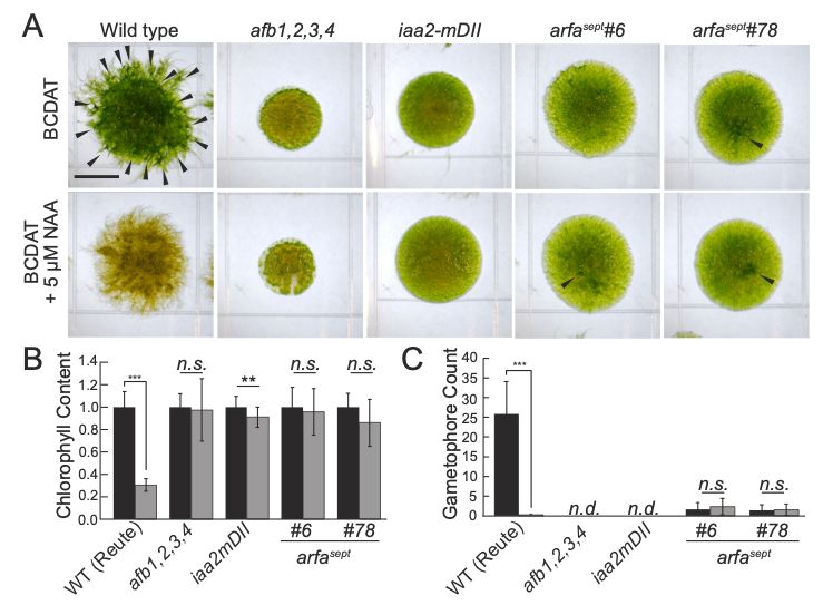 Figure 1 from Bascom et al JEXBOT comparing the arfa-septuple mutant's growth to that of WT, tir1/afb-quad, and iaa2-degron. The arfa mutant's phenotype is strong but less severe than those of the tir1/afb and iaa2 mutants. 