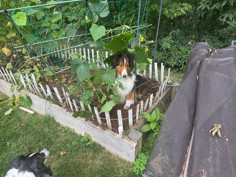 A good boy who did something very dumb and instantly regretted it