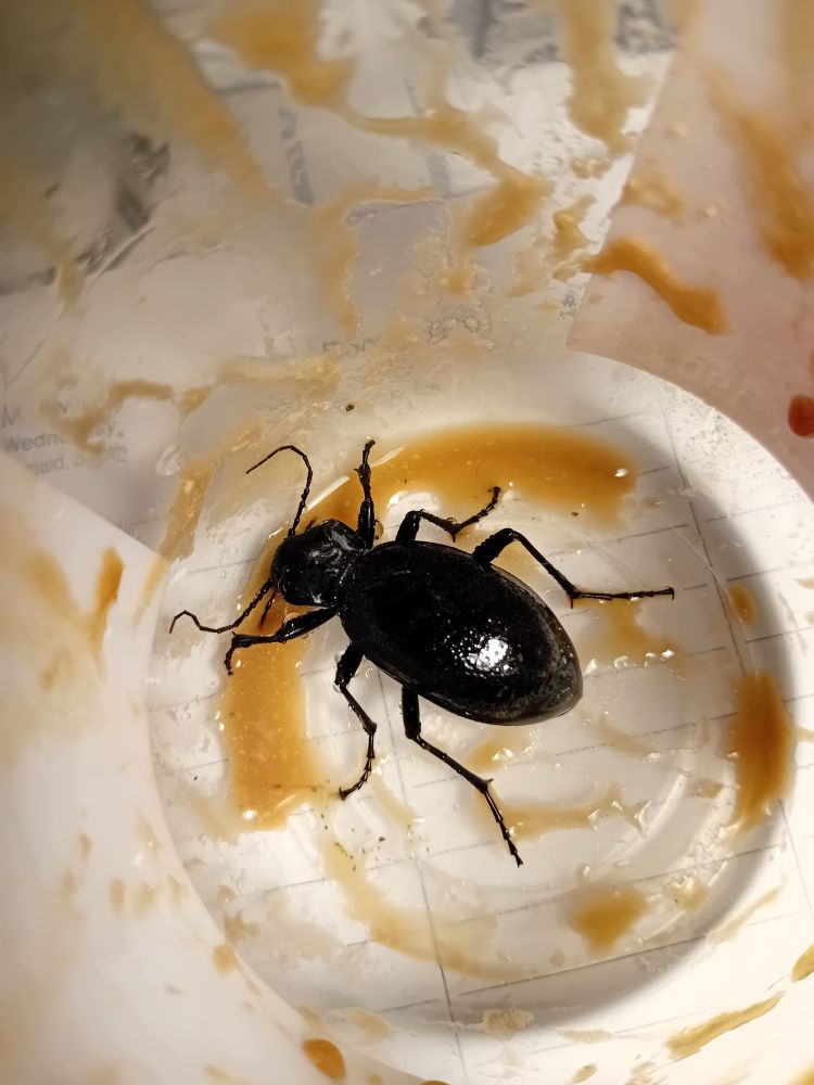 Großer schwarzer Käfer futtert vor der Freilassung noch ein Double-Coffee-Dessert. Er wird dann sehr schnell sein!