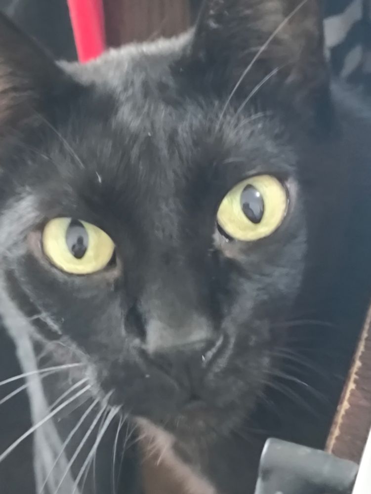 Gata preta olhando curiosamente