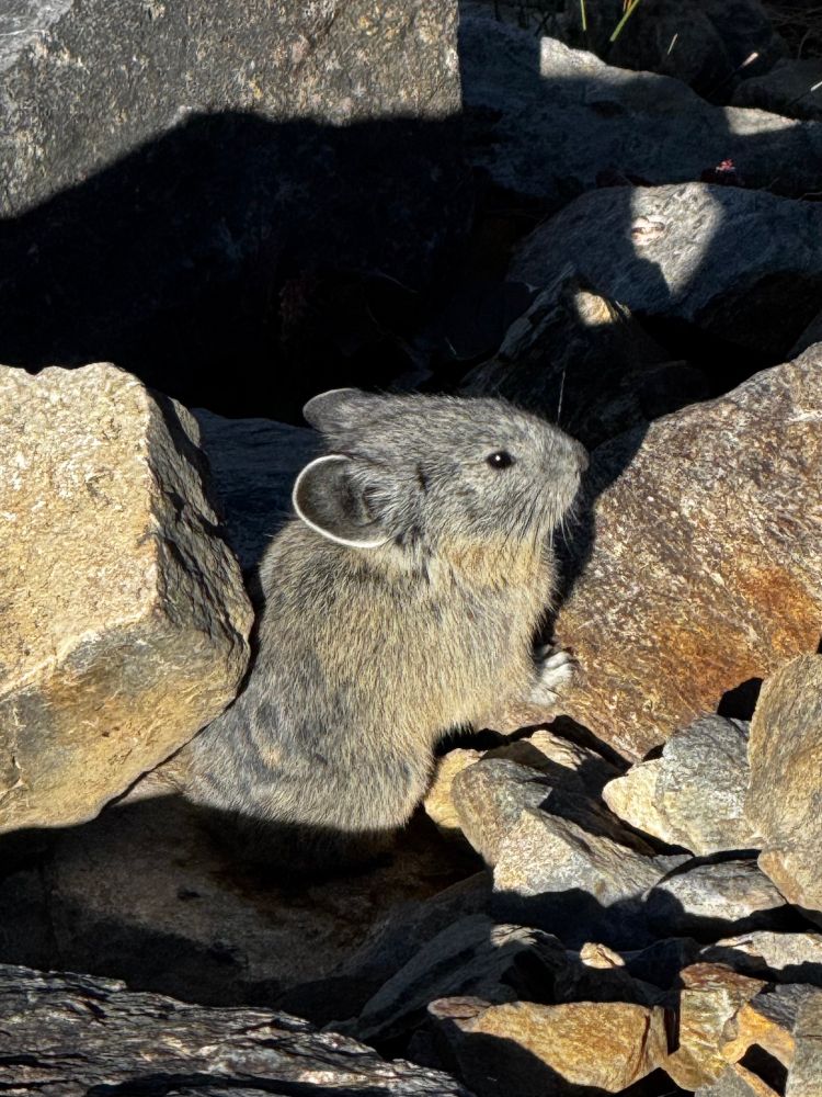 Image is showing an American Pika with the Sierra specific cryptical colored coat. The Pika is seen surrounded by scree.
