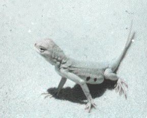 photo of an earless lizard