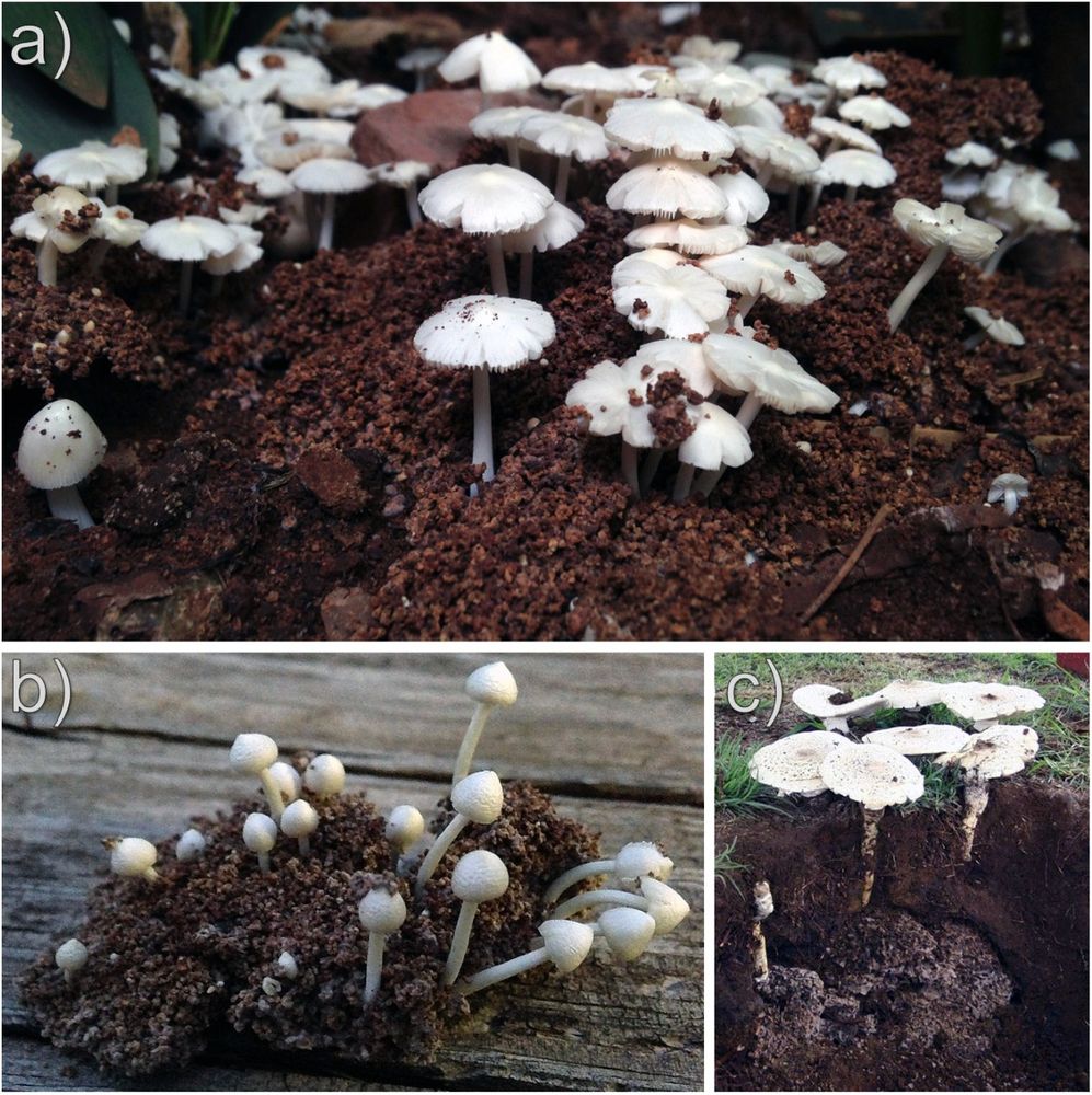 Photos depicting the differences between the two fruiting modes in Termitomyces fungi.
