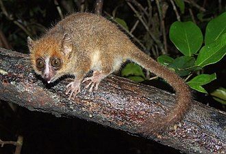 A photo of a mouse lemur.