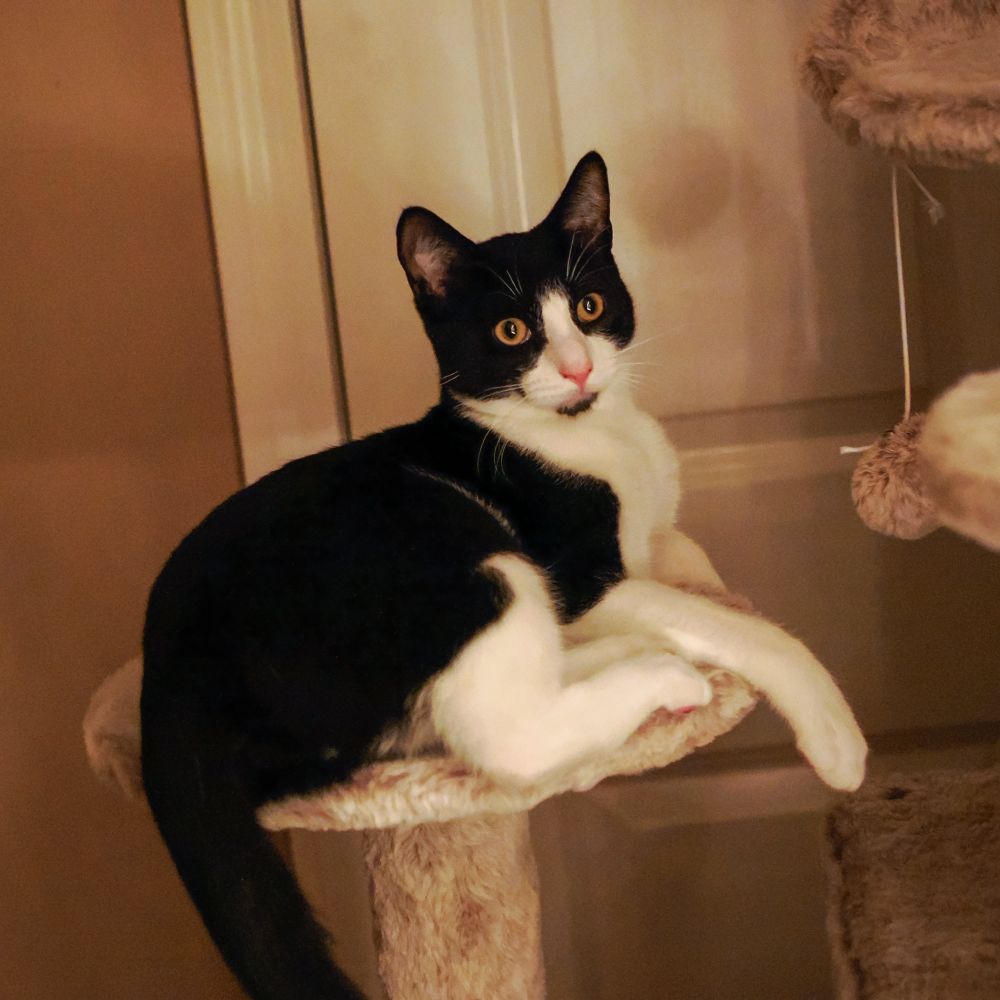 Quinn, a tuxedo kitten relaxes on his cat tower