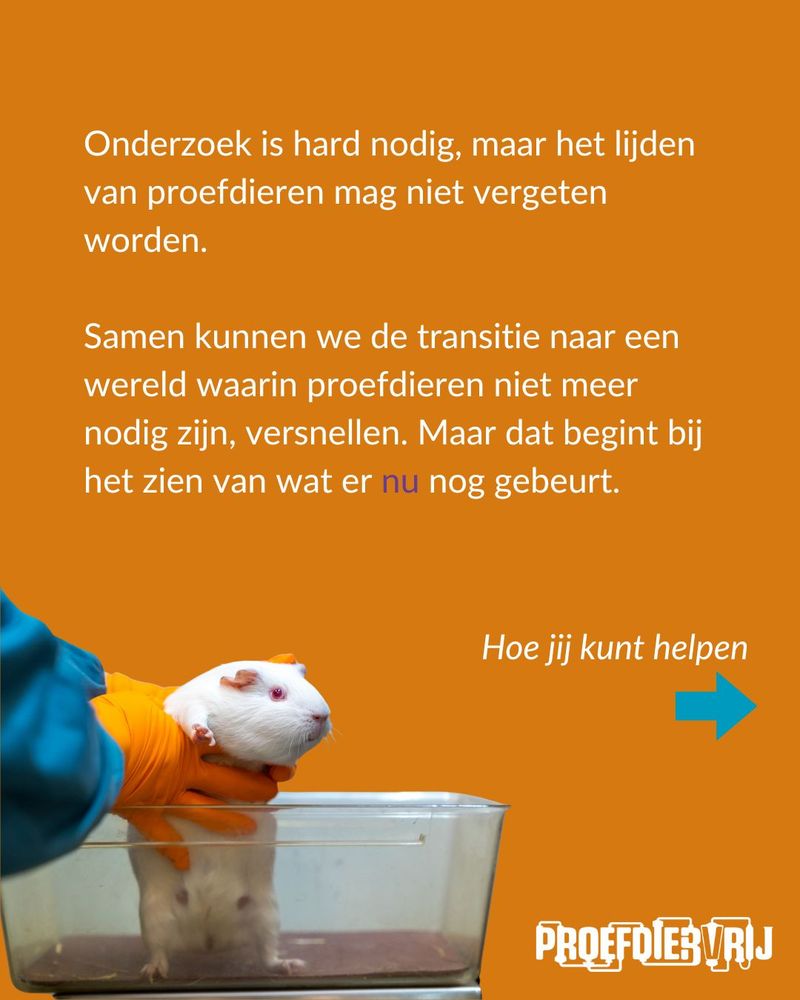 Cavia in een bak. Onderzoek is hard nodig, maar het leed van proefdieren mag niet vergeten worden.