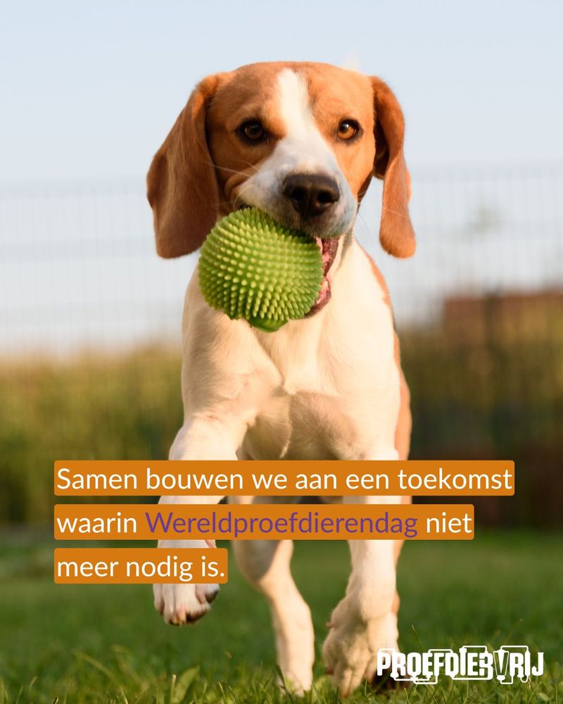 Samen bouwen we aan een toekomst waarin Wereldproefdierendag niet meer nodig is. Beagle spelend in een tuin.