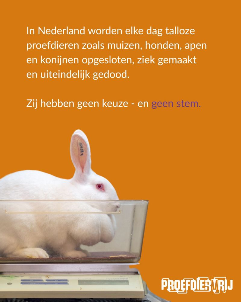 Konijn in een bak. Proefdieren hebben geen keuze of stem
