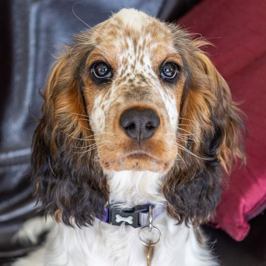 Cocker spaniel