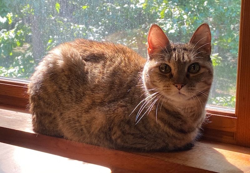tabby cat loafing in a sunny upstairs window