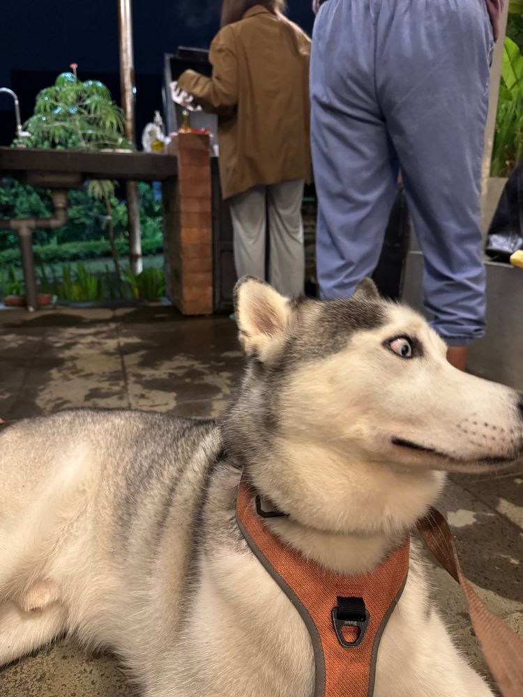 Siberian husky look confused at many people