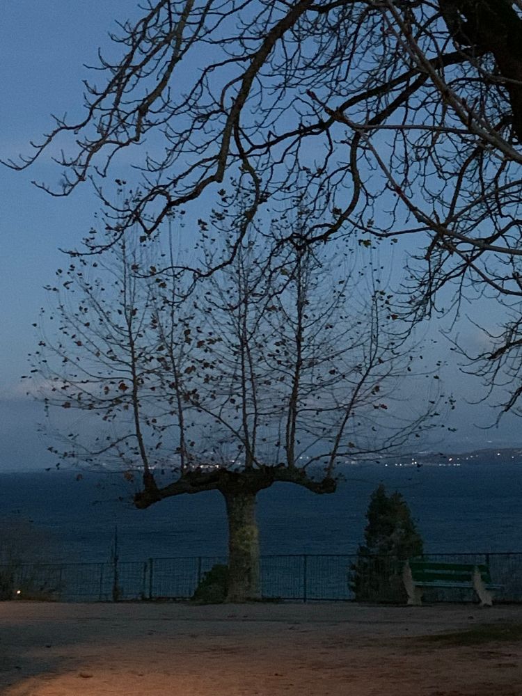 Pollarded tree with branches shooting up, lake water and town lights behind it. 