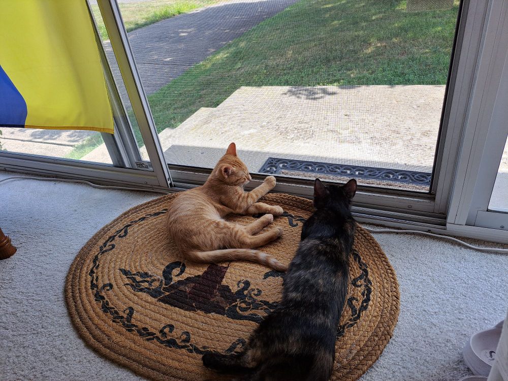 Orange tabby and black tortie kittens lying on a rug in front of a screen door, looking out on the yard.