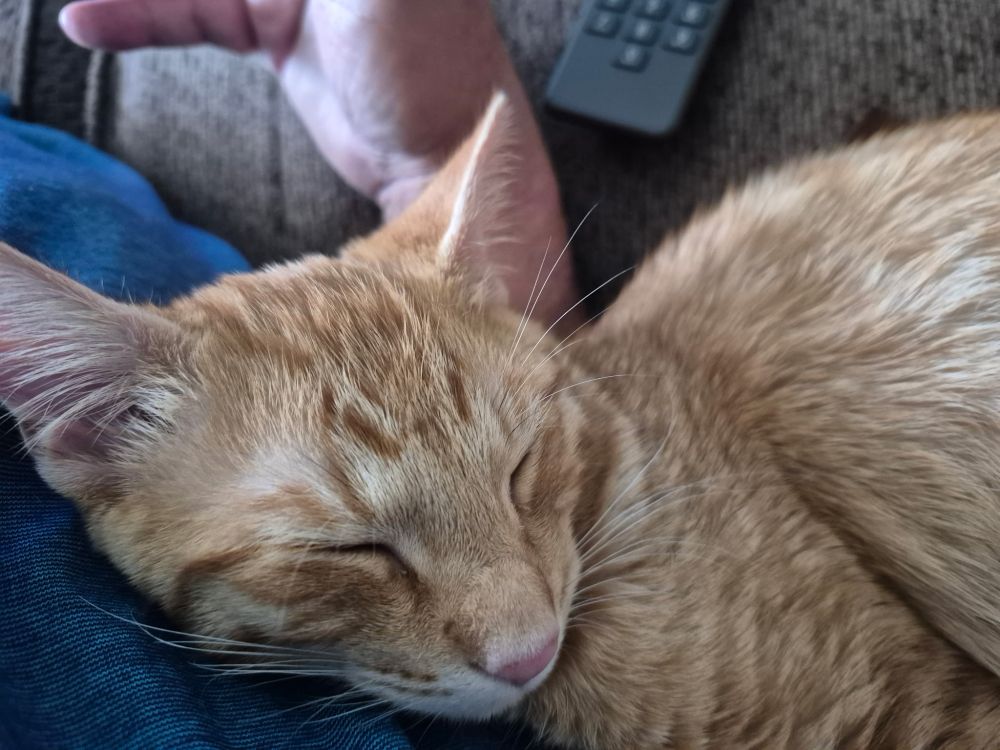 Close-up of sleeping orange tabby cat
