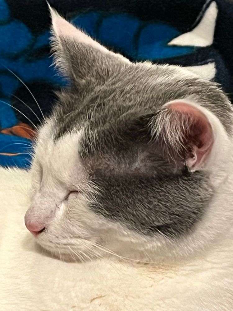 White cat, gray toupee, up close face, asleep