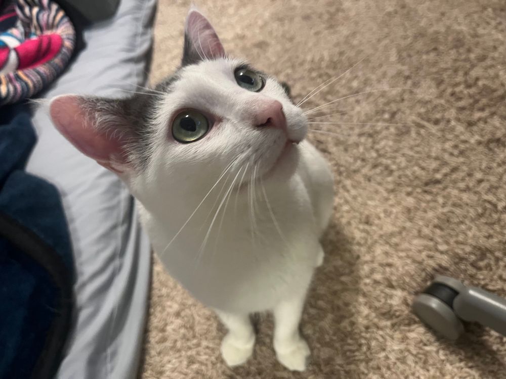 White cat sittin’ pretty