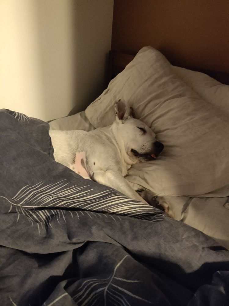Old white/spotty pitbull mutt tucked into the bed with her head on the pillow. Her tongue is sticking out a bit. She's snoring. 
