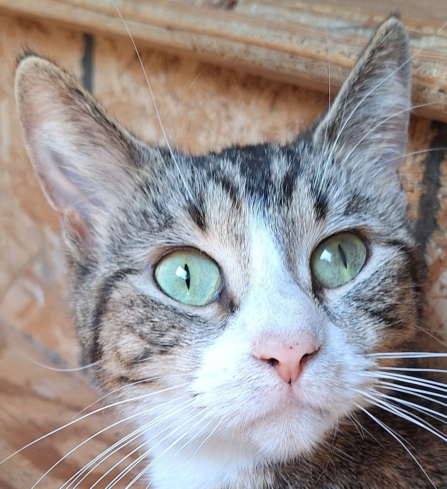 my cat thelma again