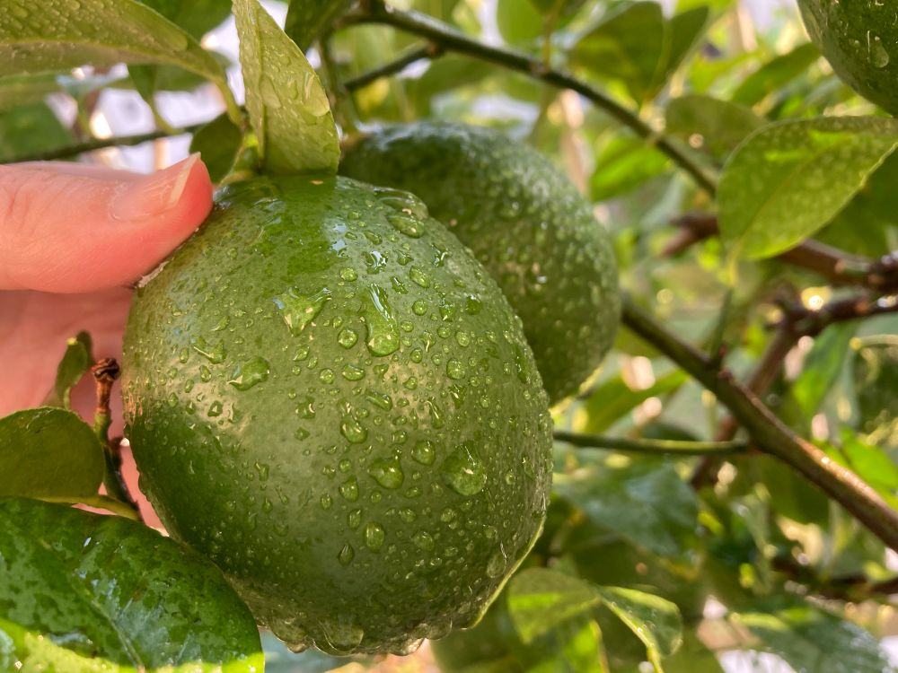 今年のライムの写真