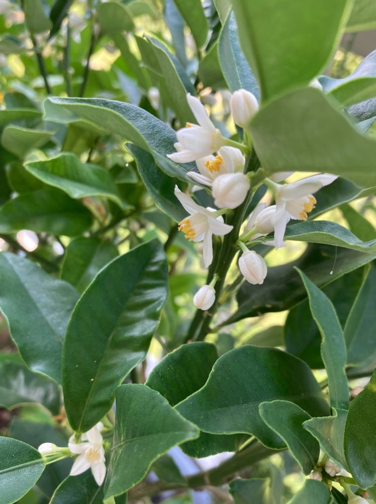 金柑の花の咲いた