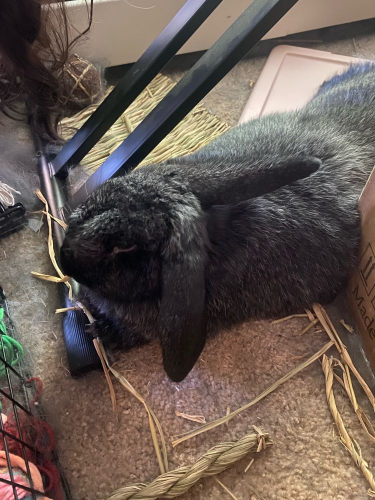 Photo of a black rabbit laying on brown carpet with pieces of hay near her. One of her ears is up and the other is down.