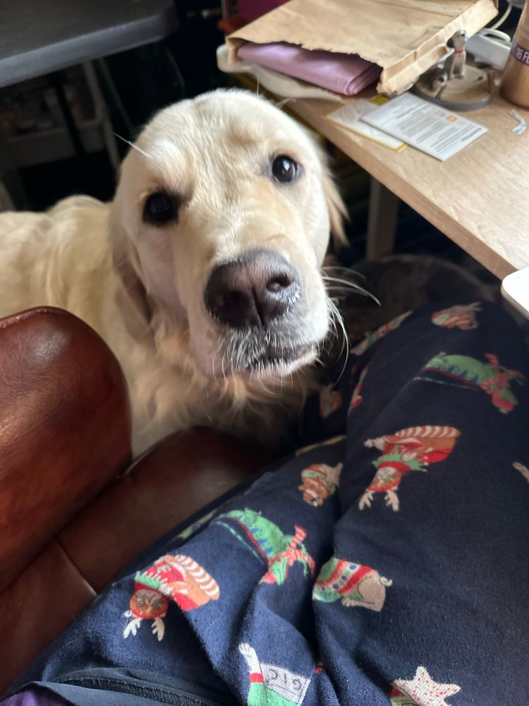Light colored golden retriever standing next to a table, gazing at camera. 