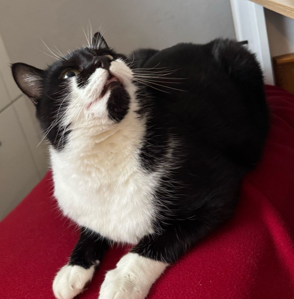 Schwarzer Kater mit weißer Schnauze, weißem Lätzchen und weißen Pfoten liegt auf einer roten Decke und schaut nach links oben