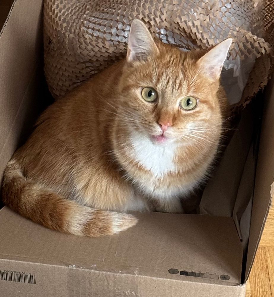 Kleine rote Katze mit weißem Lätzchen sitzt in einem Karton mit Verpackungsmaterial und schaut niedlich nach oben in die Kamera. 