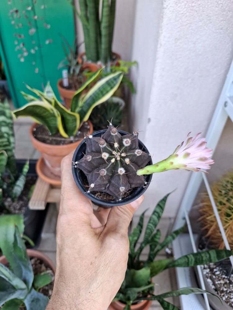 Gymnocalicium mihanovichi: a black cactus in flower - a pale pink flower on its top