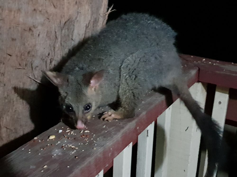 An Australian brushtail possum scavenging seed left for birds on the railing of a deck at night