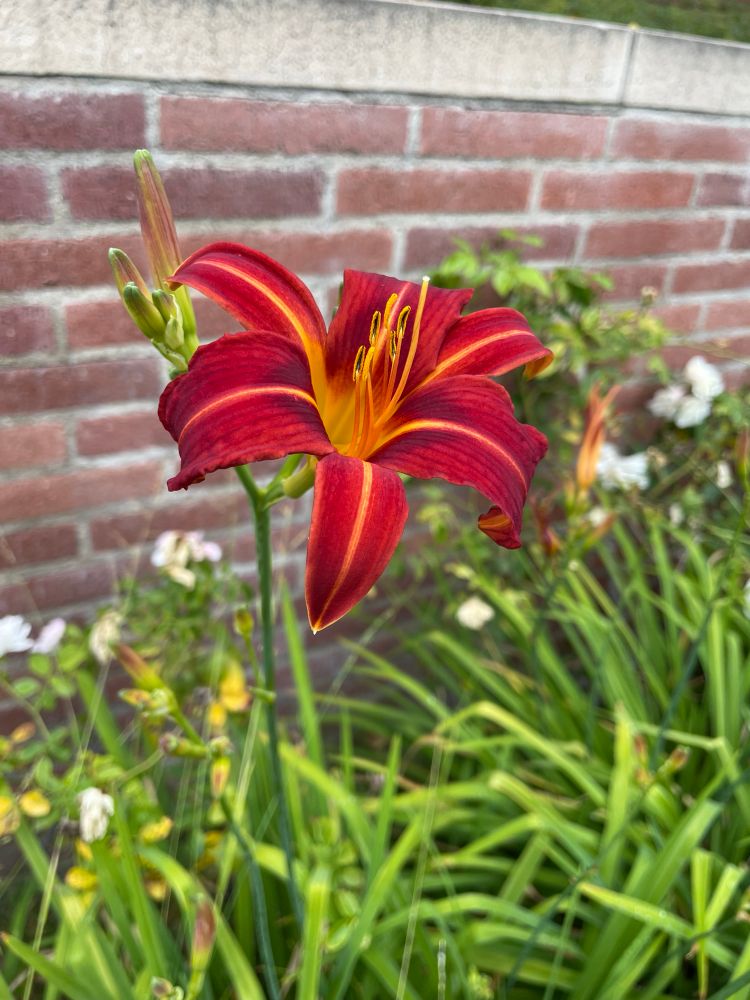 a red petaled lily of some kind, with orange yellow streaks and fading to yellow in the middle, foregrounded against greenery, some blurry white roses, and a brick wall