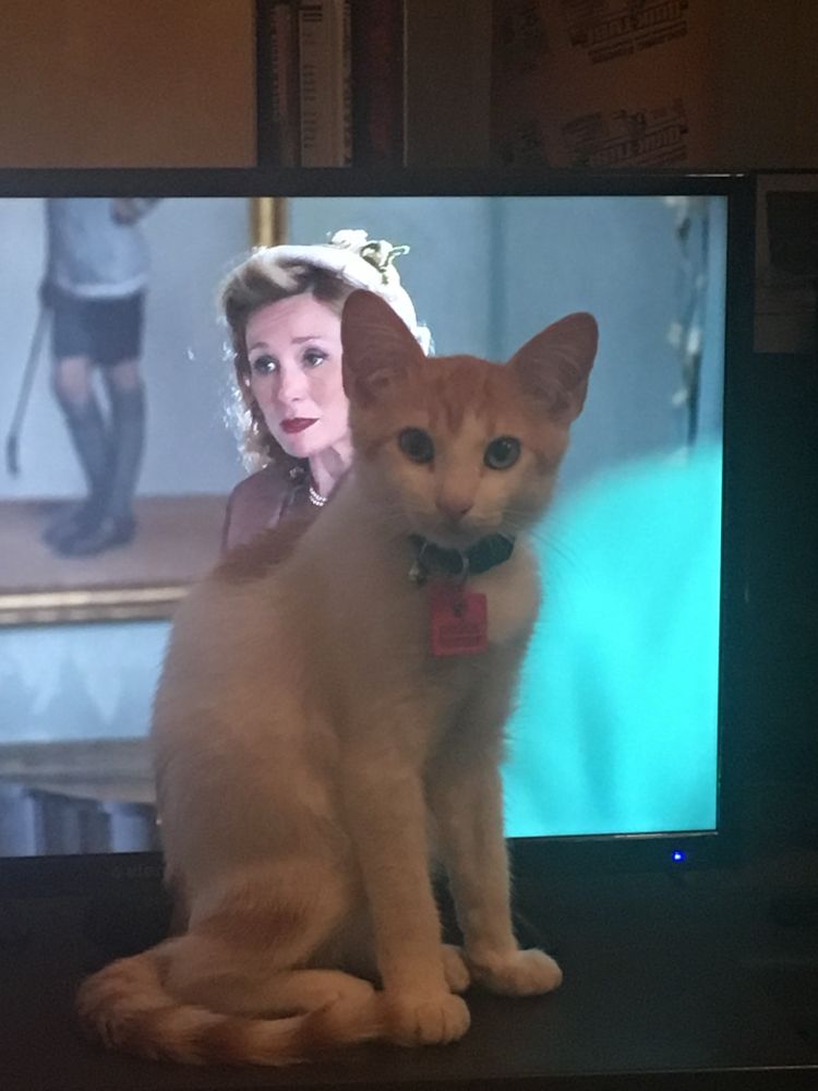 a white and orange kitten sits in front of the tv screen (father brown is on)
