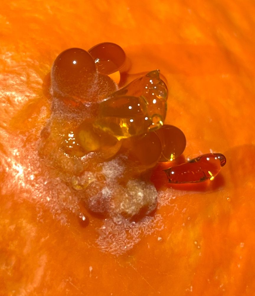 Schimmelpilz in Nahaufnahme.