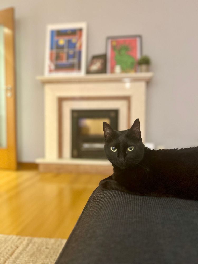 A black cat lies on a dark sofa in a living room, with a fireplace and framed artwork visible in the background.