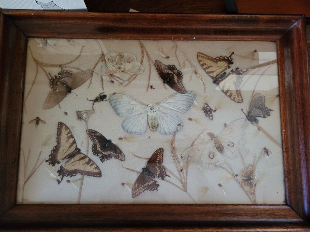 Glass covered wooden frame with a variety of white and yellow moths and butterflies pressed inside 