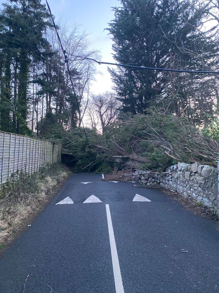 Row of trees have fallen onto a road in Dublin and is now on the power line. Looks very dangerous.