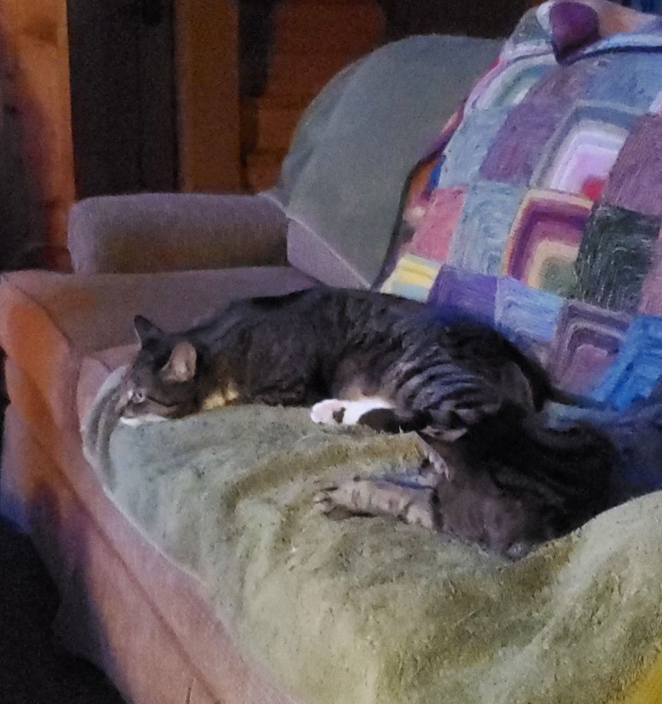 Two kitties lying on the couch