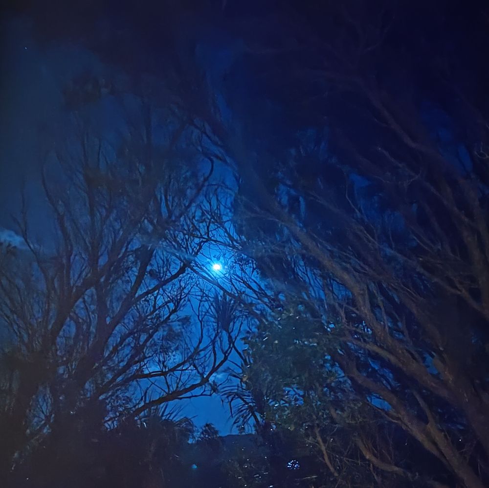 The moon shining between the branches of two trees that are reaching towards each other