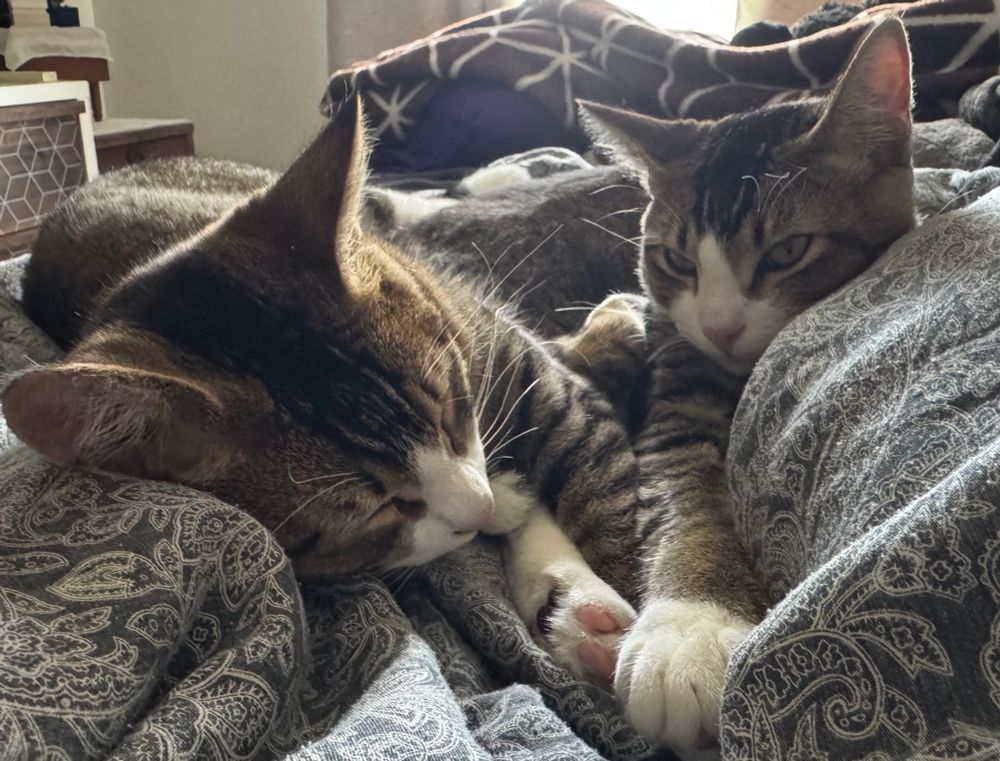 Stanley and Stanford greet the morning with naps 
