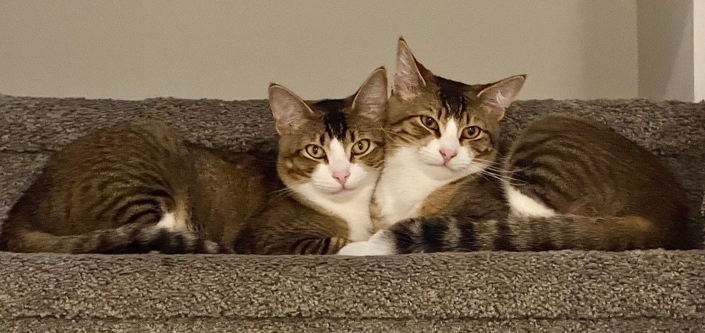 Stanford and Stanley, hugging on the stairs.