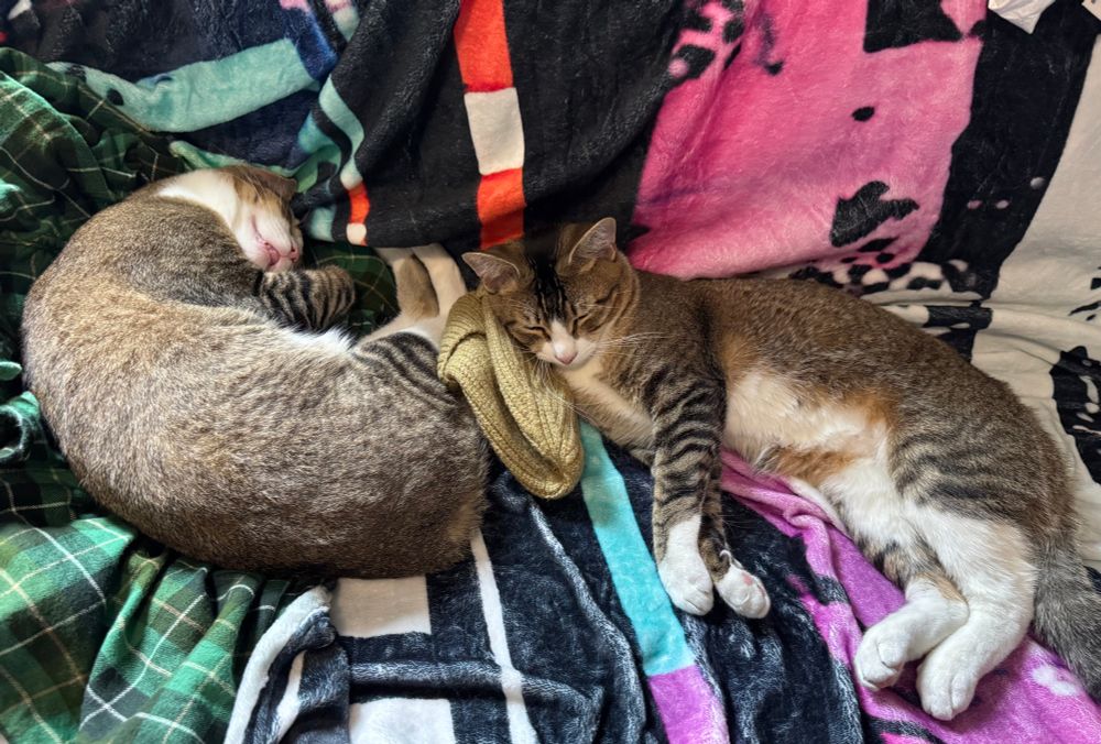 Stanford and Stanley napping in the studio